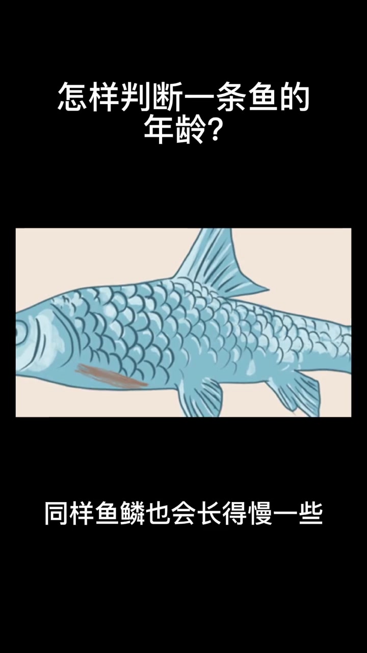 怎样判断一条鱼的年龄?科普 鱼 动物 开眼界了