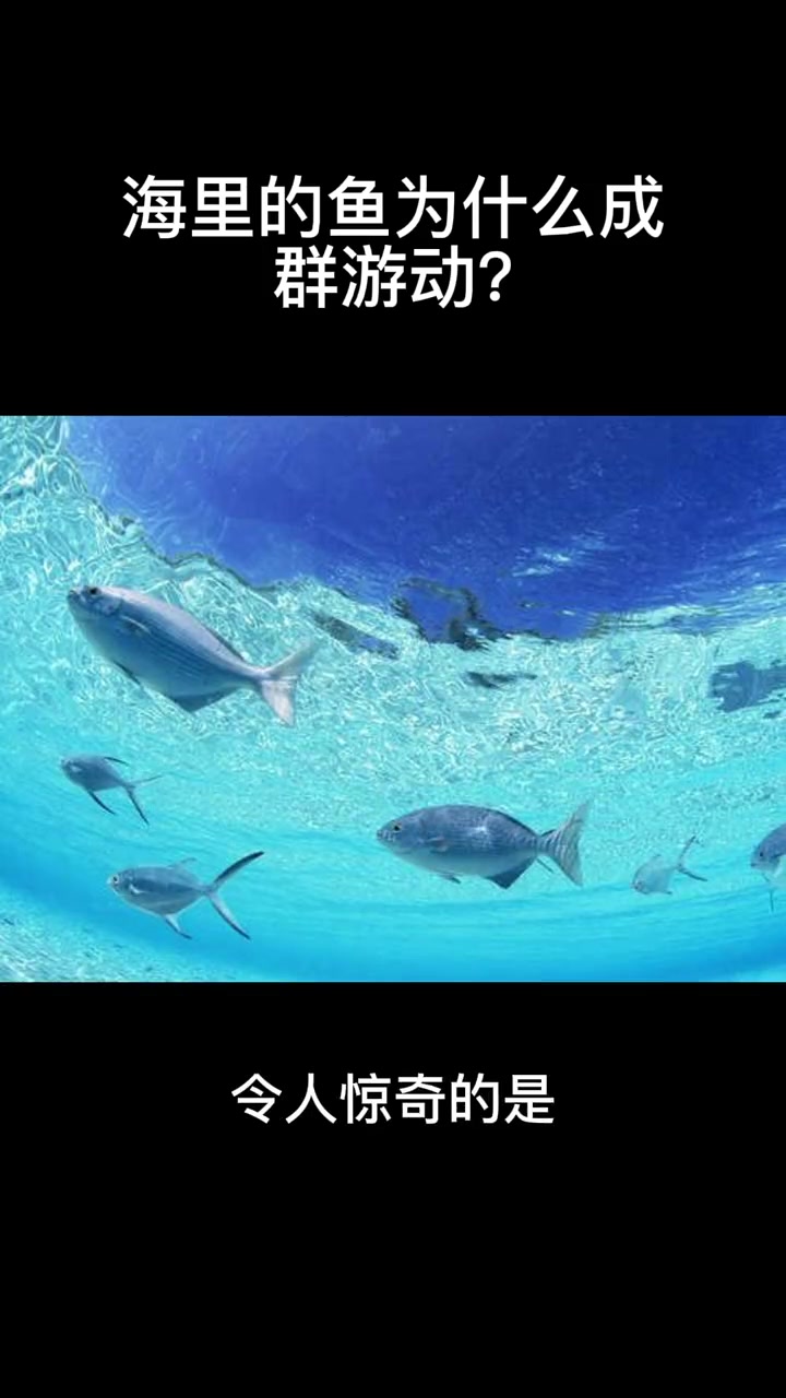 海里的鱼为什么成群游动?科普 开眼界了 大海 鱼