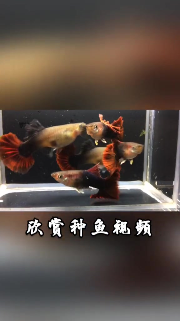 一窝褶扇,三个地点饲养,50天留念。用快影上热门 热带鱼 孔雀鱼 巴西褶扇