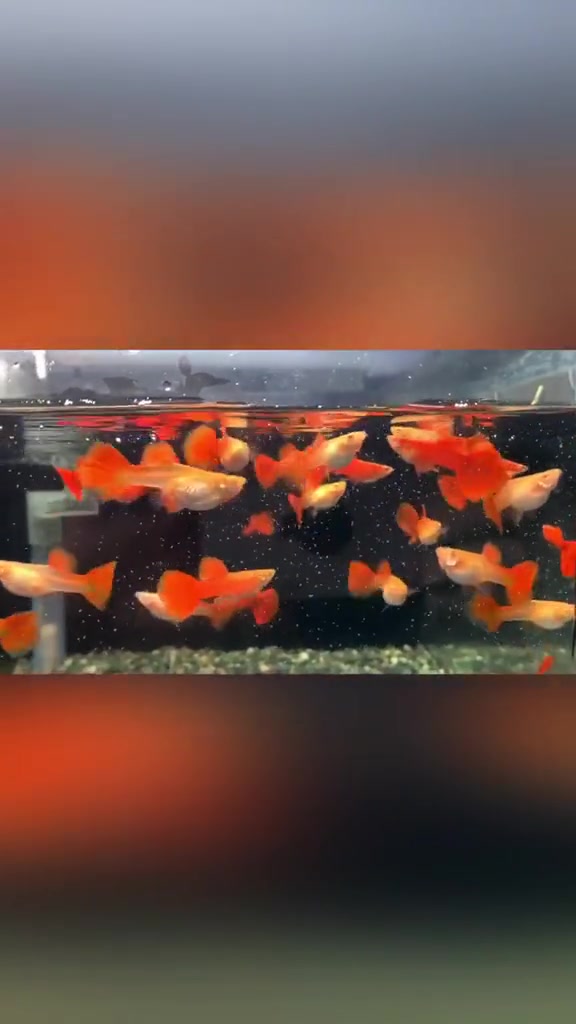 孔雀鱼之血红（全红白子）观赏鱼 热带鱼 血红 我要上热门 孔雀鱼 血红