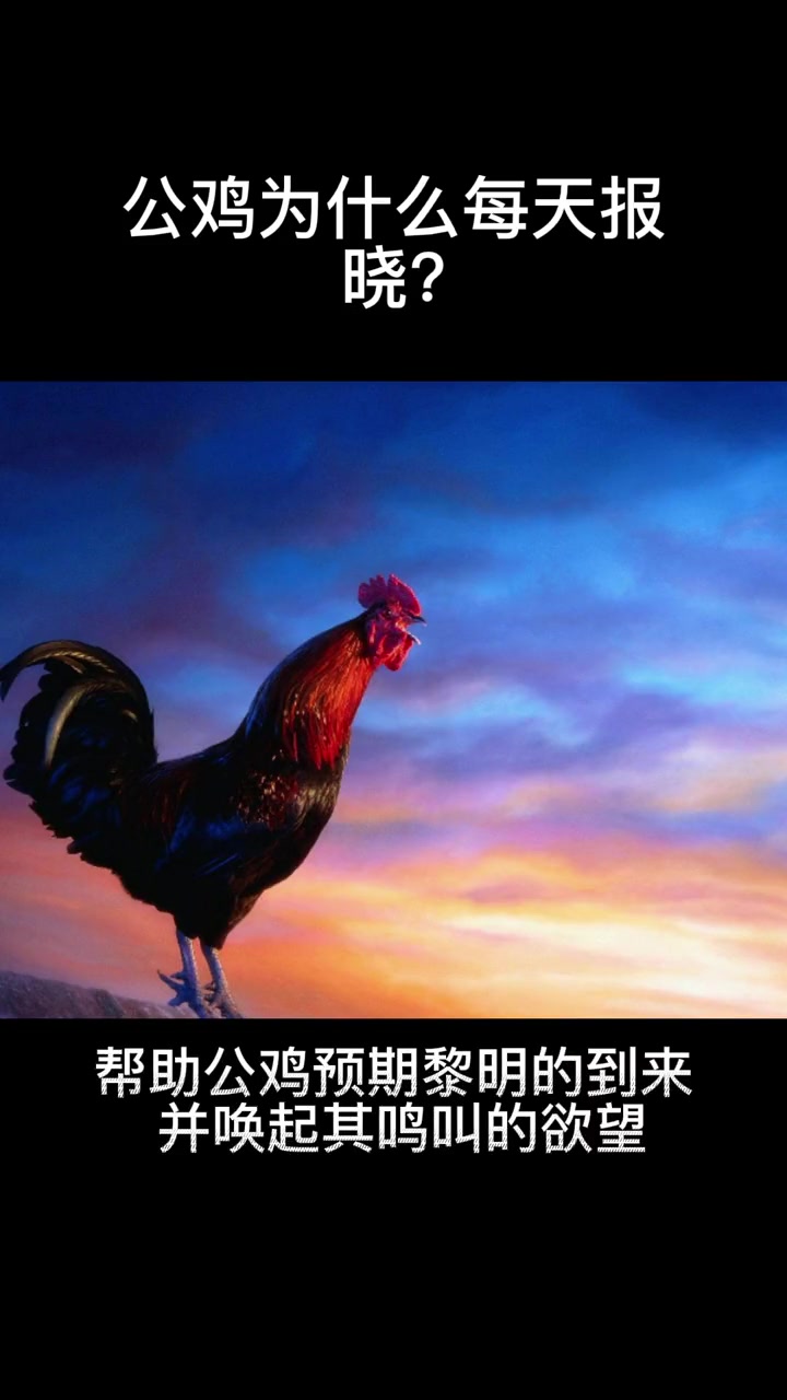 公鸡为什么每天报晓?知识分享 科普 开眼界了 鸡