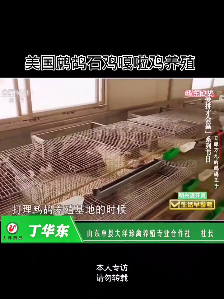 投诉全部家当养殖鹧鸪,意外死亡欲哭无泪。单县 三农 美国鹧鸪石鸡嘎啦鸡养殖 自繁自养