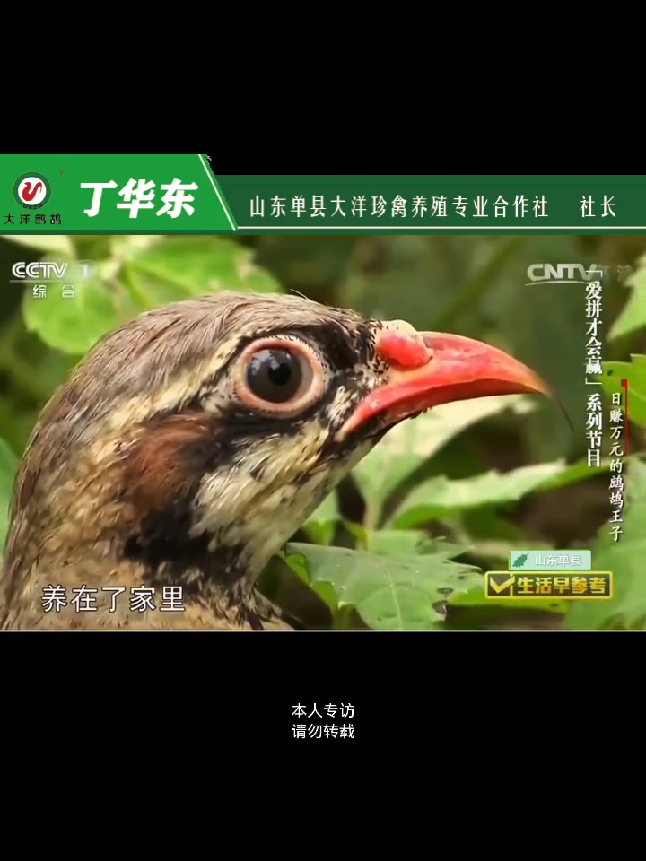 中国中央电视台一套,专访我山东单县大洋鹧鸪养殖专业合作社。美国鹧鸪石鸡嘎啦鸡养殖 鹧鸪养殖