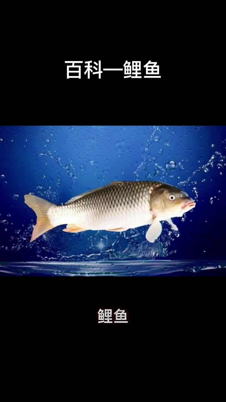 鲤鱼 科普 百科 知识科普 动植物观察局 动物世界 观赏鱼 涨知识 鱼儿 好运锦鲤 鲤鱼 