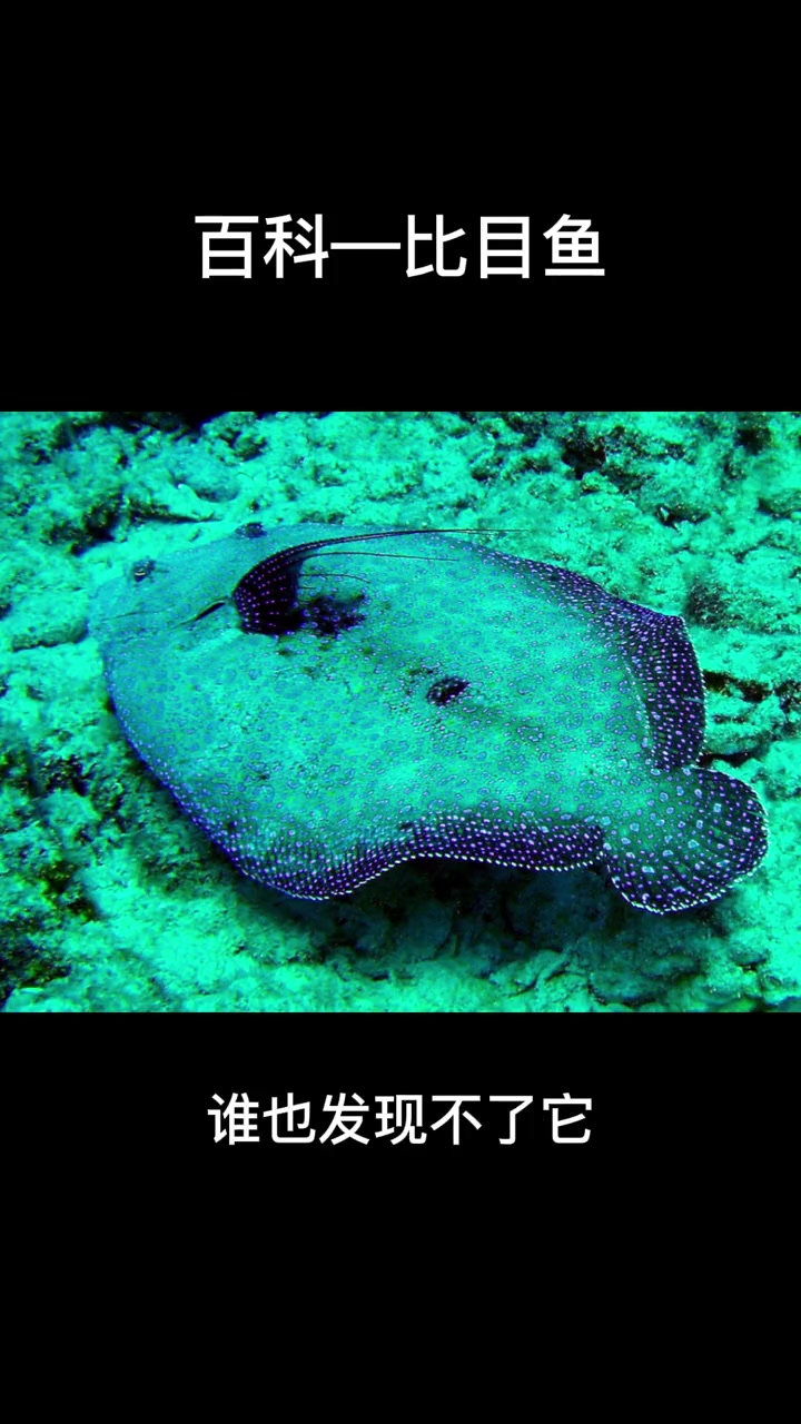 比目鱼 科普 百科 动植物观察局 涨知识 我要上热门 海洋世界打卡 青少年 好奇 比目鱼