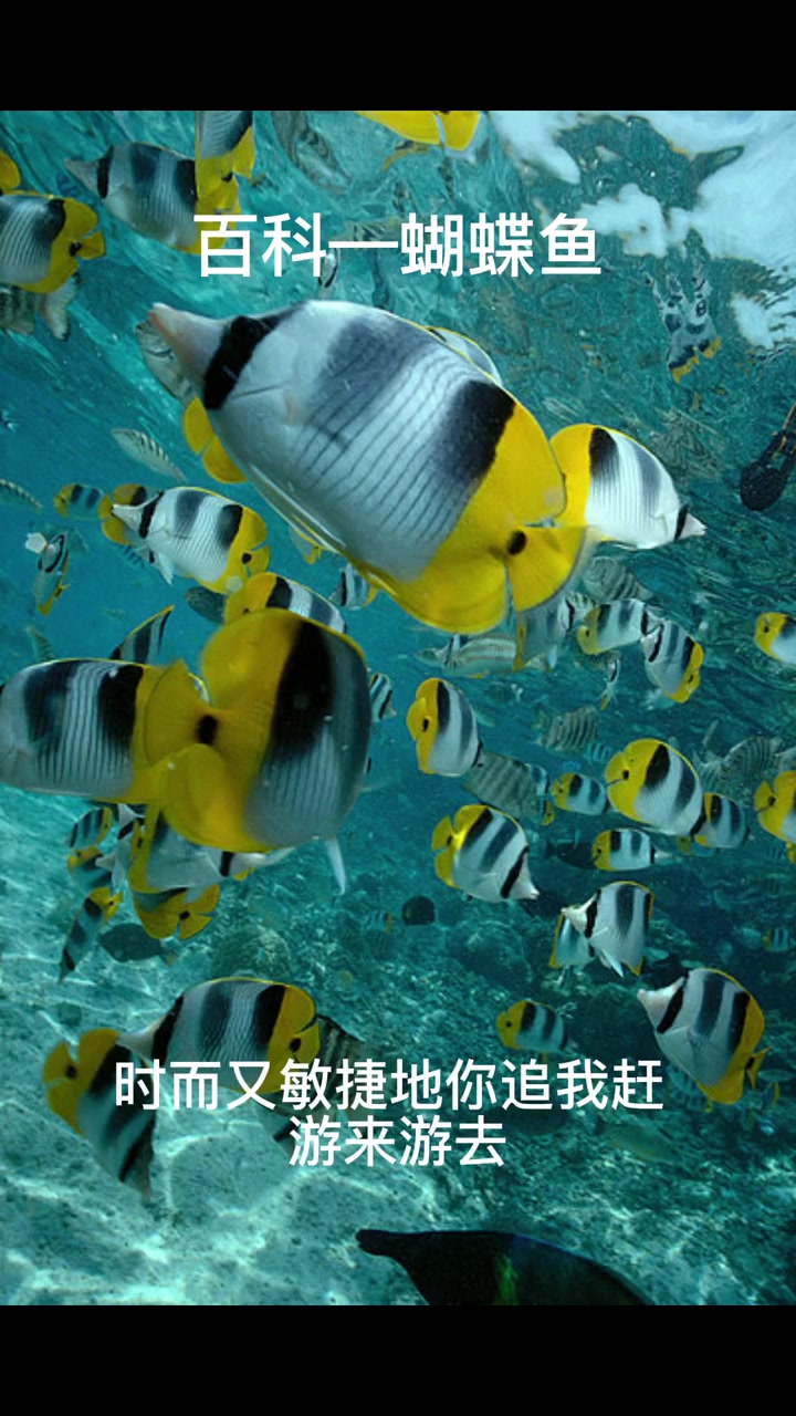 蝴蝶鱼 科普 百科 动植物观察局 观赏鱼 知识科普 动物科普 涨知识 我要上热门 海洋世界