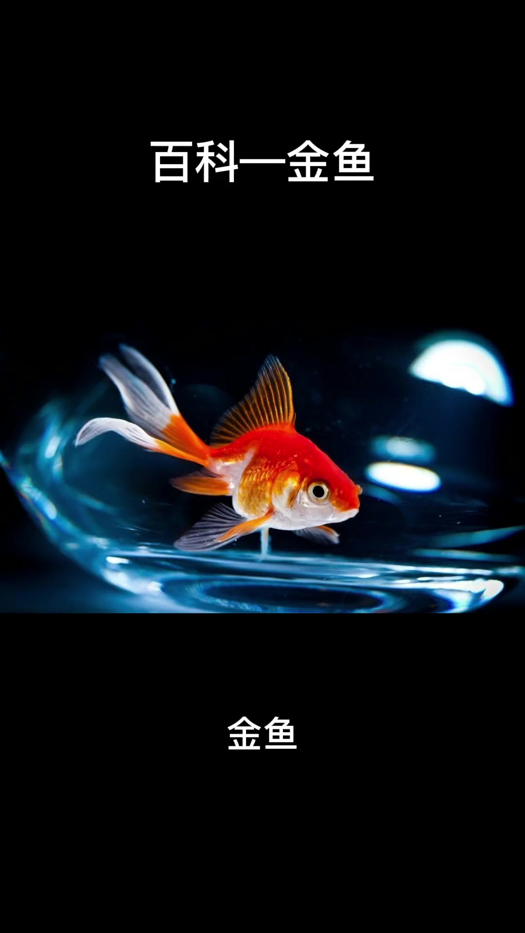金鱼 科普 百科 动植物观察局 知识科普 动物科普 涨知识 观赏鱼 我要上热门