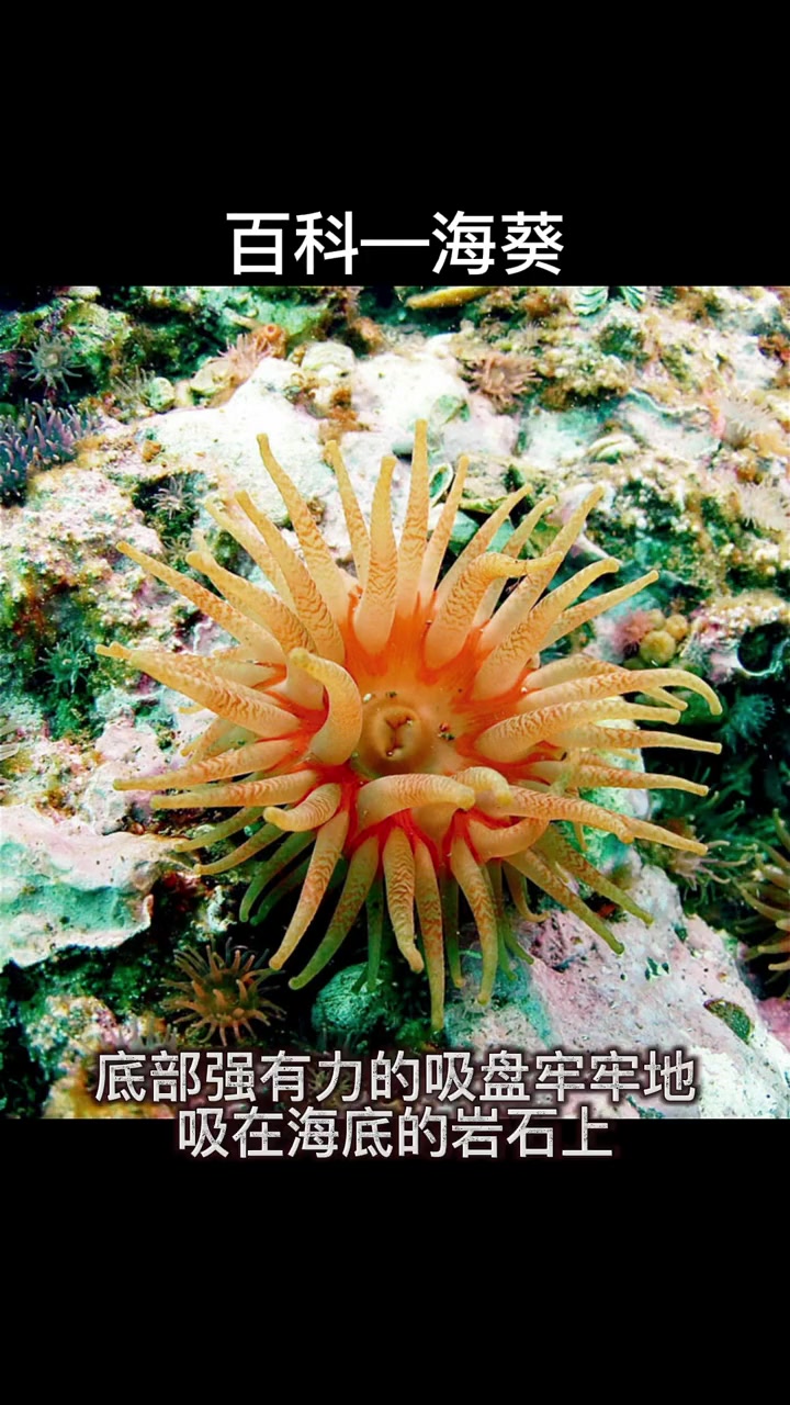 海葵长什么样