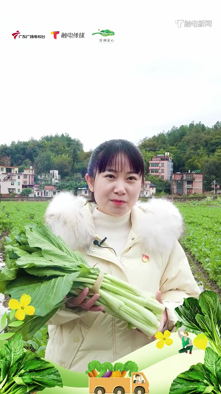 连州菜心专班李婉贞诚邀全球吃货共品最甜菜心
