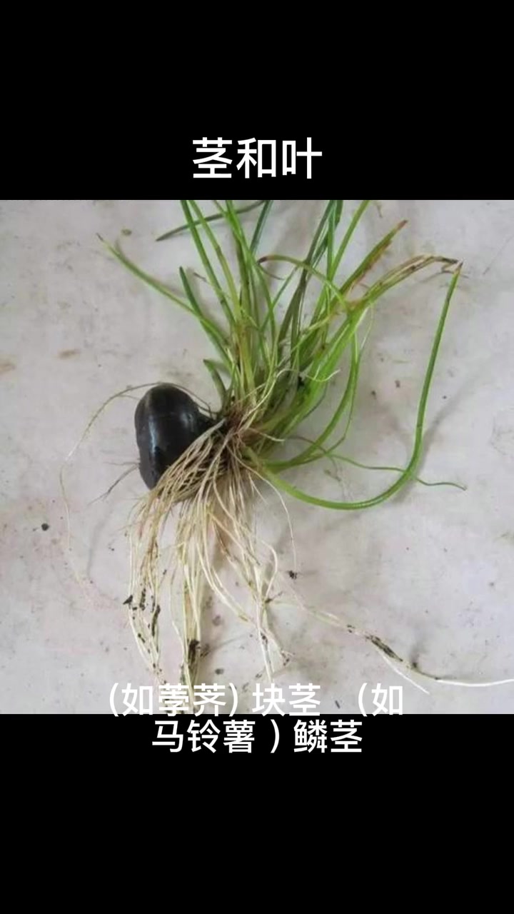茎和叶 我要上热门 科普 百科