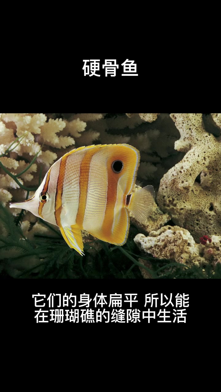 硬骨鱼 我要上热门 科普 百科 海洋生物