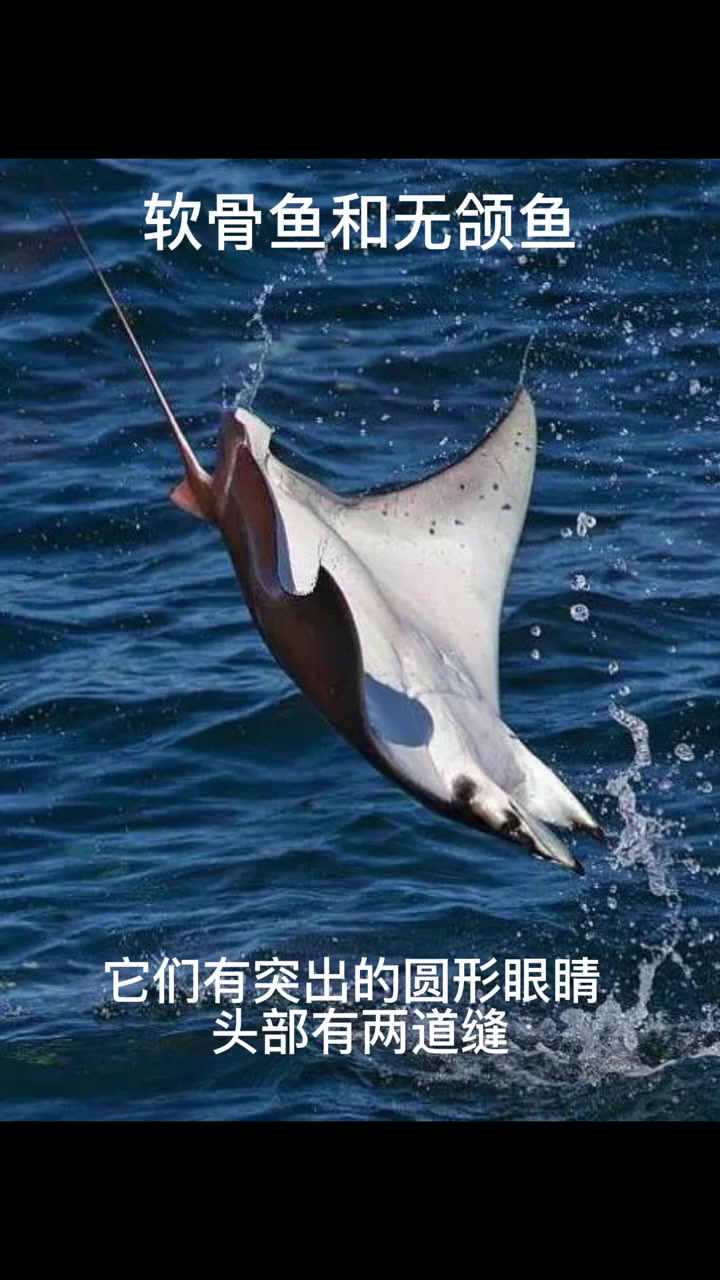 软骨鱼和五颌鱼 我要上热门 科普 百科