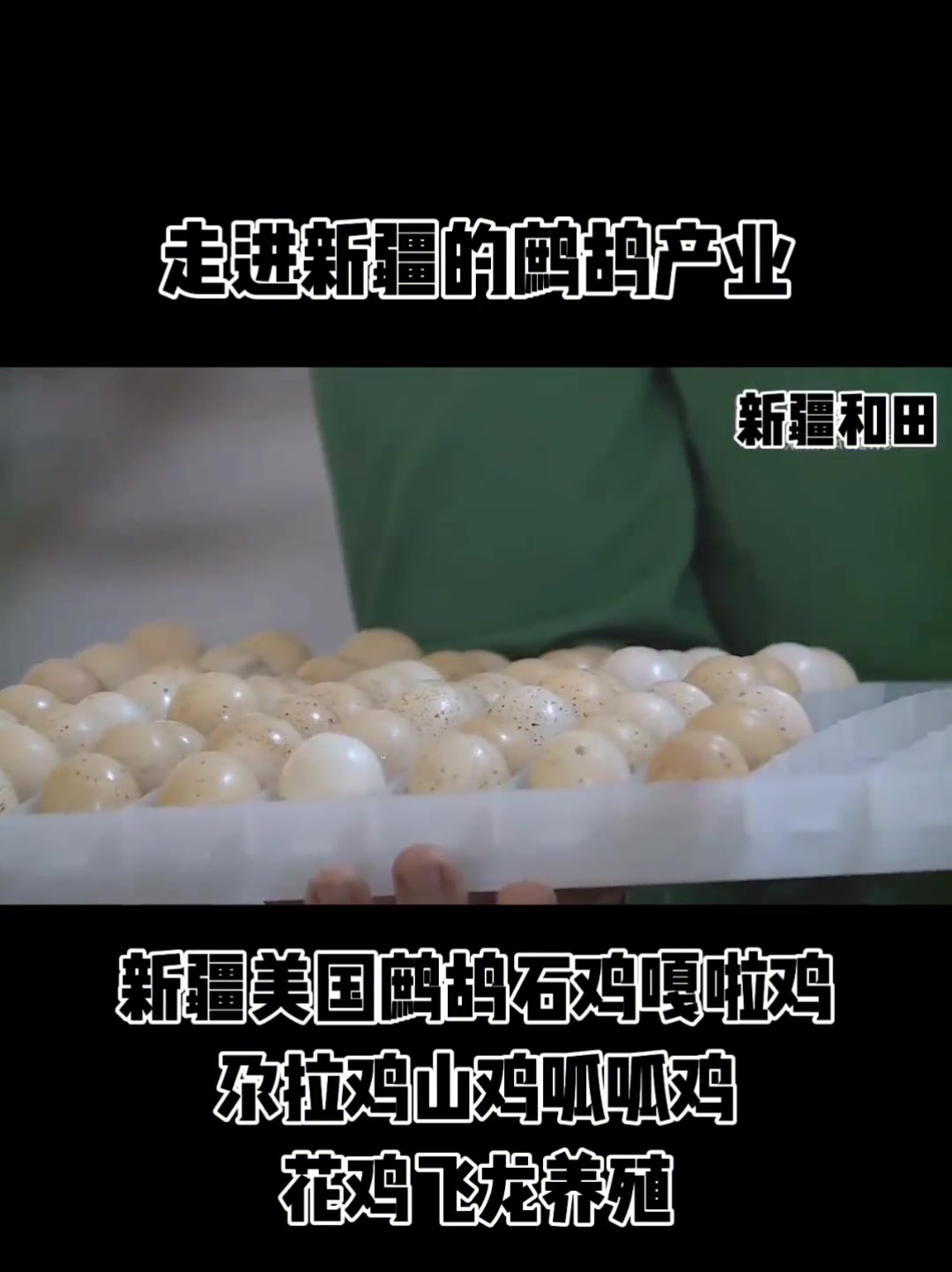 新华社专题报道,鹧鸪养殖走进新疆,脱贫攻坚效果明显。美国鹧鸪石鸡嘎啦鸡养殖