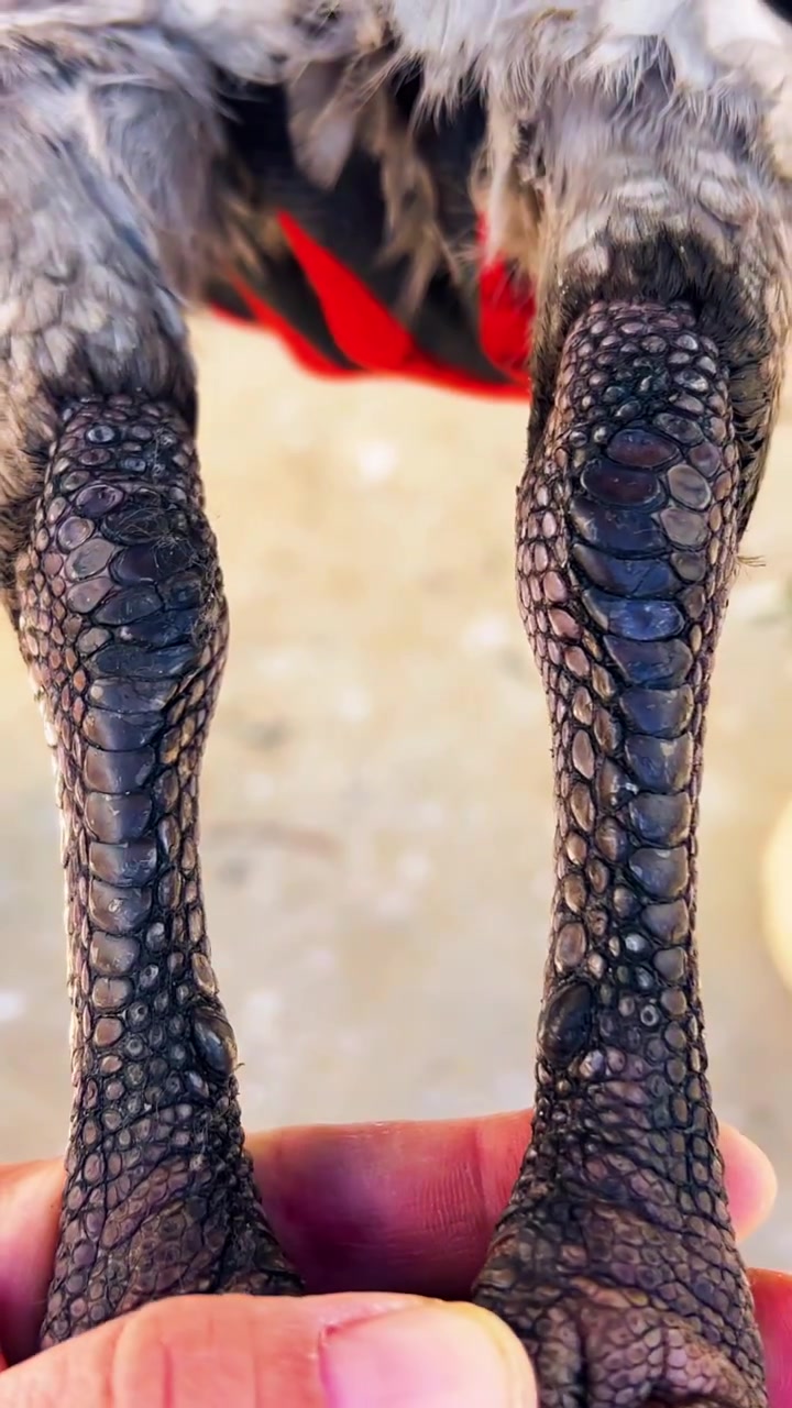 一只精品越南铁腿种母斗鸡