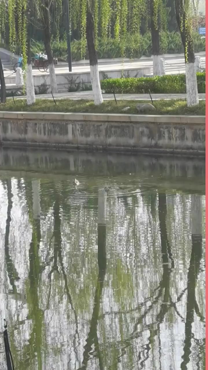 德州又肥又大的野鸭子飞的非常高 人与自然和谐共处