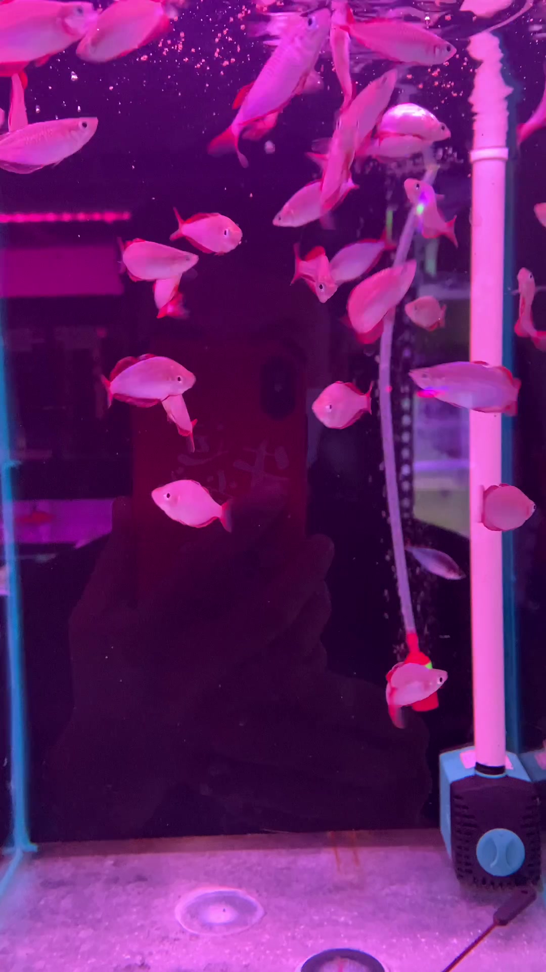 美人鱼品种之电光美人