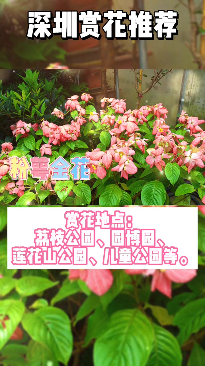 第10集|深圳赏花 深圳玩的地方有哪些 深圳花海 近期多达12种花可以欣赏哦!你们最喜欢哪