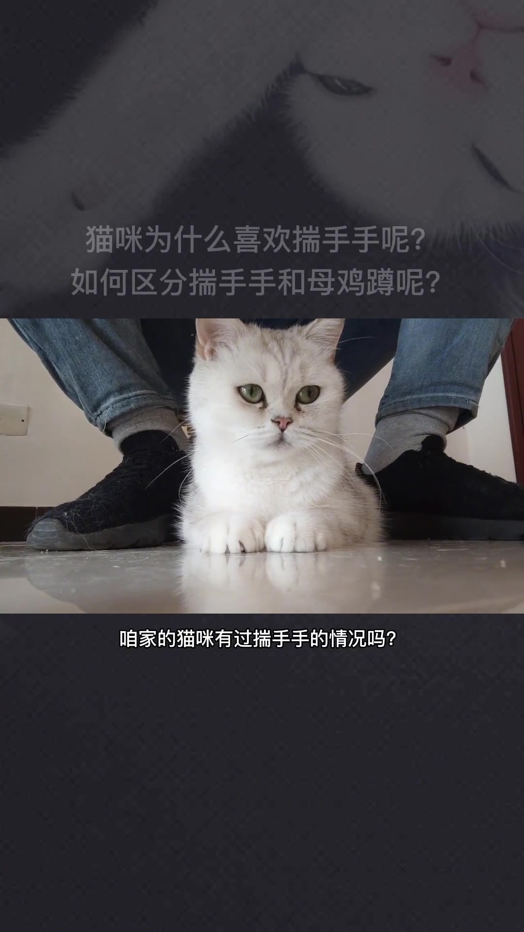 猫咪揣手和母鸡蹲的区别