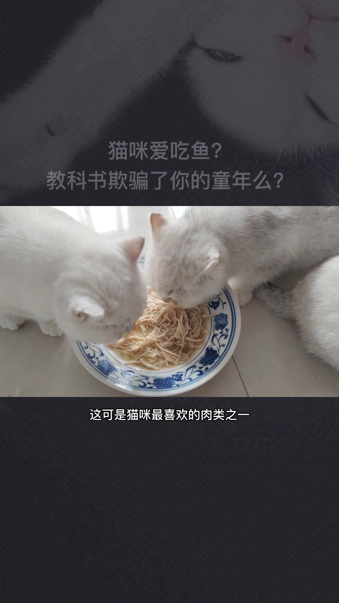 猫咪爱吃鱼?教科书欺骗了你的童年么?猫咪的日常 猫咪吃鱼 科学养猫攻略 养猫经验分享 科普