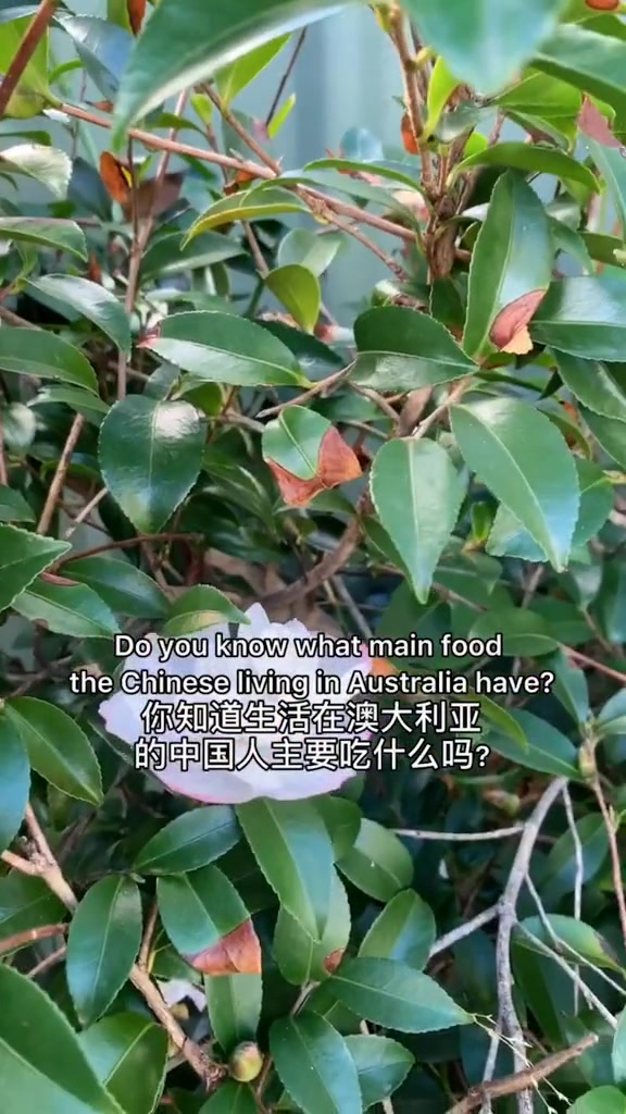 生活在澳洲的华人还是吃中餐为主吗?澳洲生活 英语学习