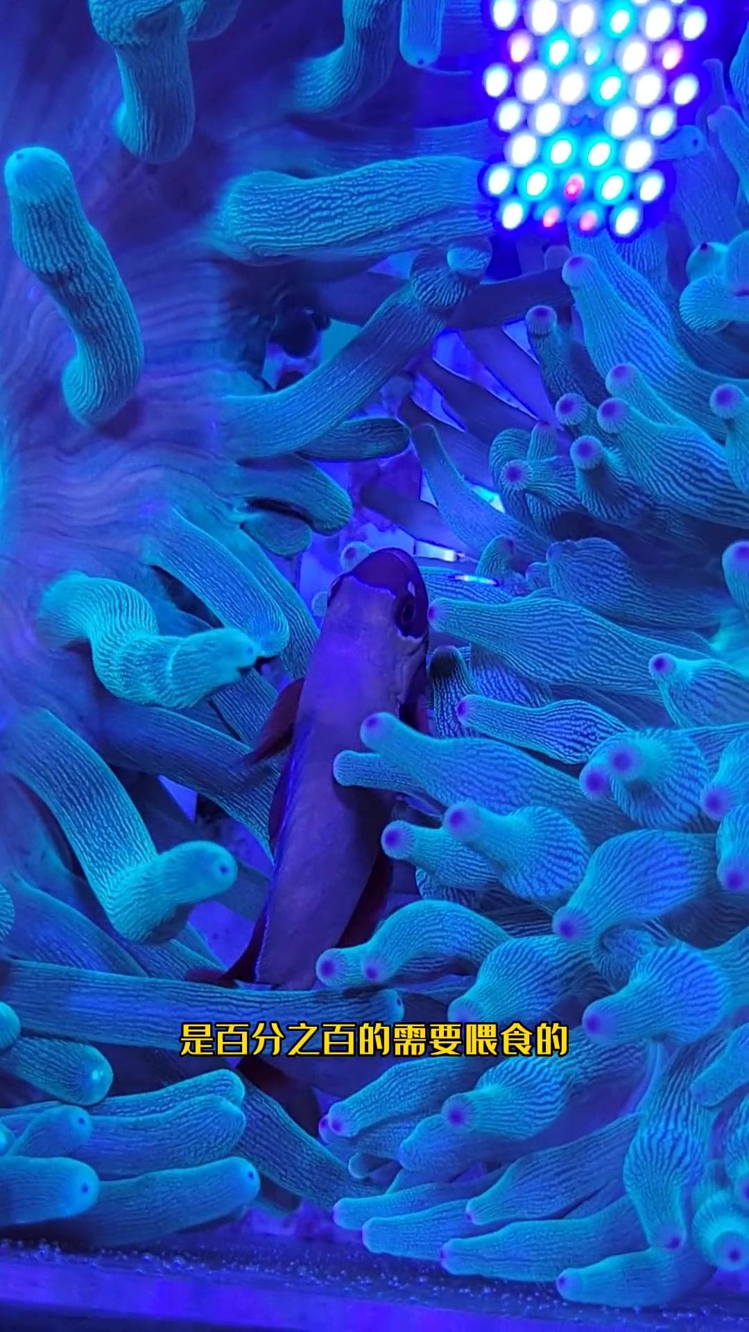 第237集|鱼缸里的珊瑚到底需不需要喂食?海缸 海水鱼珊瑚 海缸记录 海缸日记 海水缸