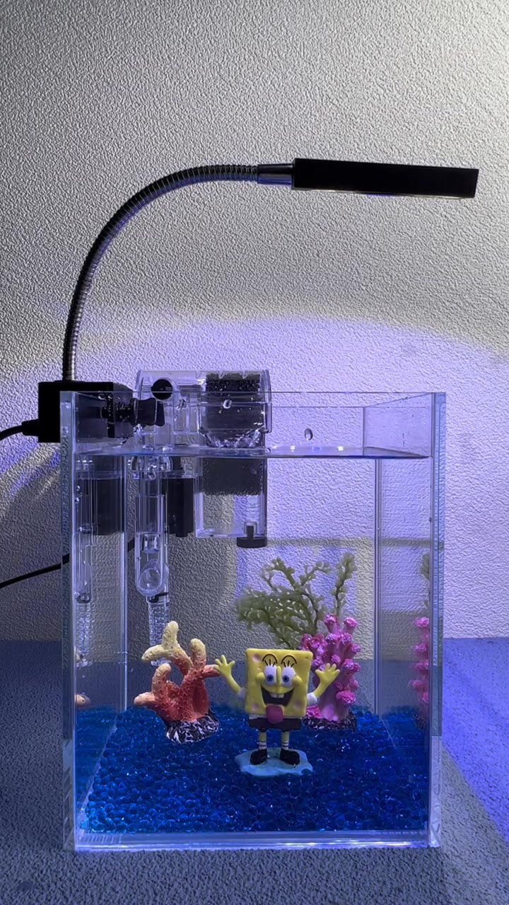 桌面上的“小丑鱼” 海缸 海水鱼珊瑚 观赏鱼 宠物 水族