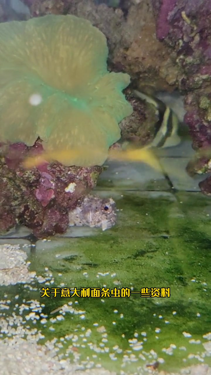 第182集|鱼缸里的神奇生物,意大利面条虫 海缸 海洋生物 海水鱼珊瑚 海缸日记 小丑鱼