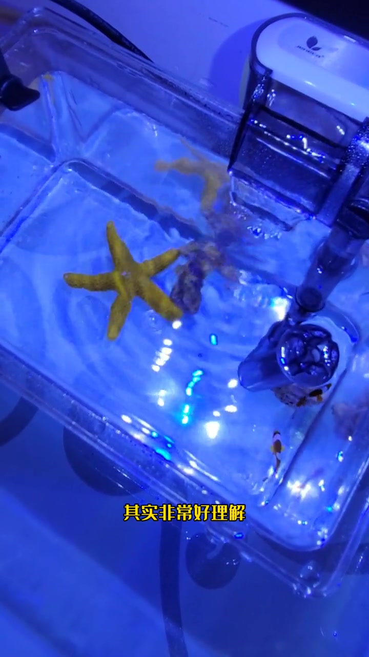 第174集|海水鱼真的很难饲养吗?看完这个视频您明白了!观赏鱼 海洋生物 玻璃缸中的大自然