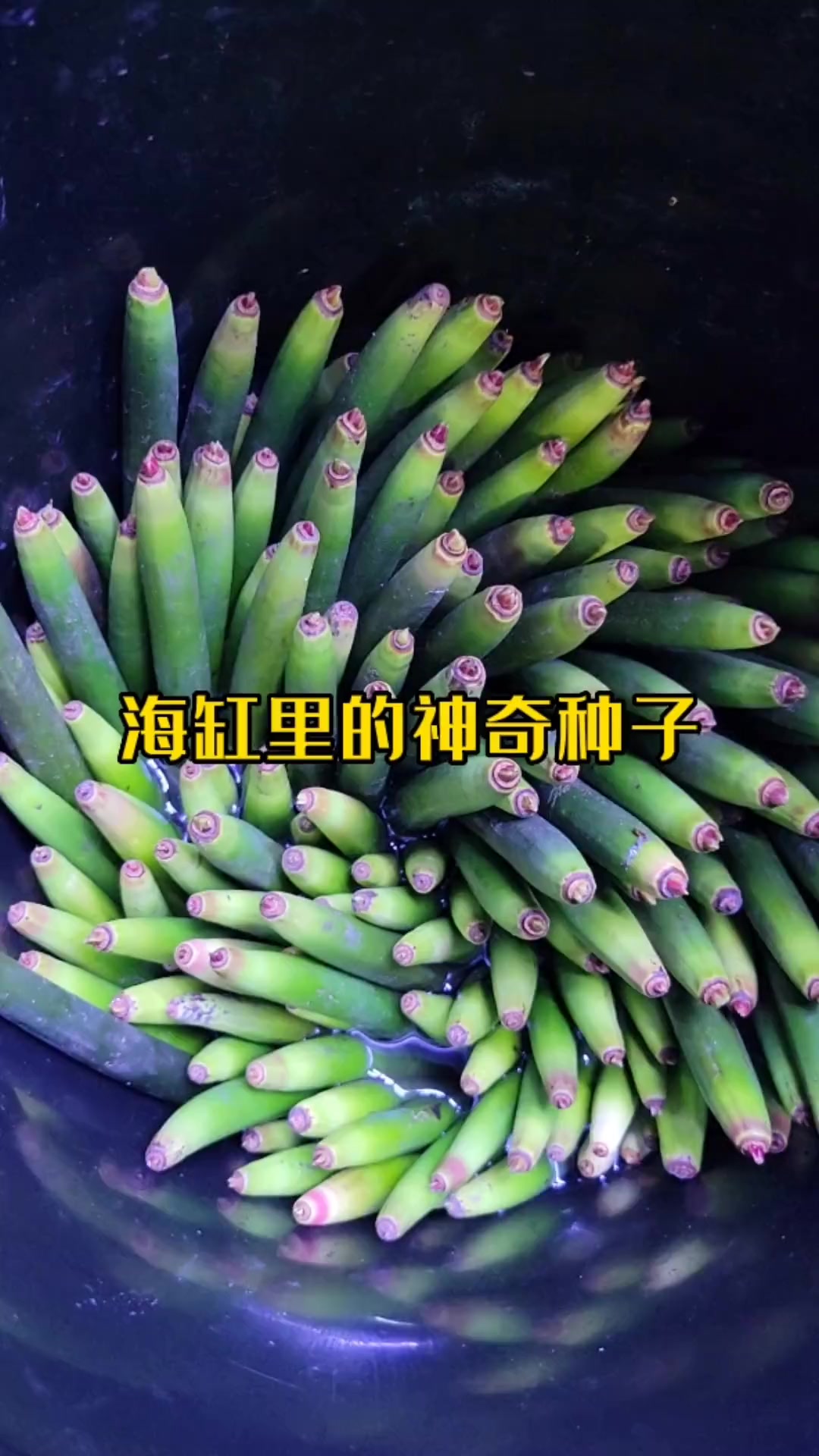 第173集|海缸里的神奇种子 海洋生物 海缸 鱼缸里的大自然 玻璃缸中的大自然 鱼缸