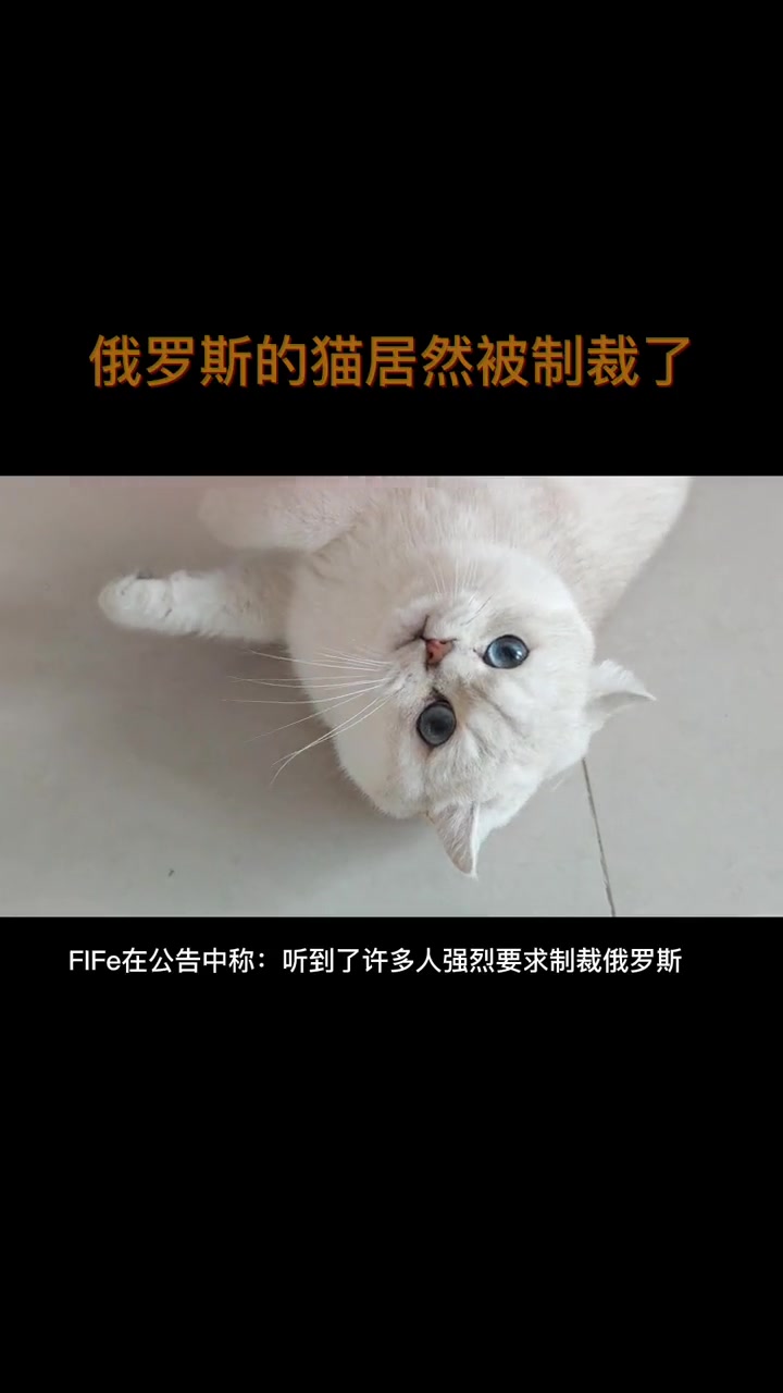 俄罗斯的猫居然被制裁了 猫咪日常 俄罗斯猫被禁赛 FIFe禁赛俄罗斯猫比赛 俄罗斯的猫被制