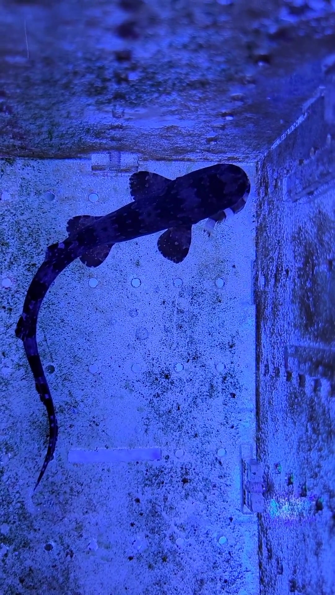 小鲨鱼吃小丑鱼……海缸 海水生物 水族