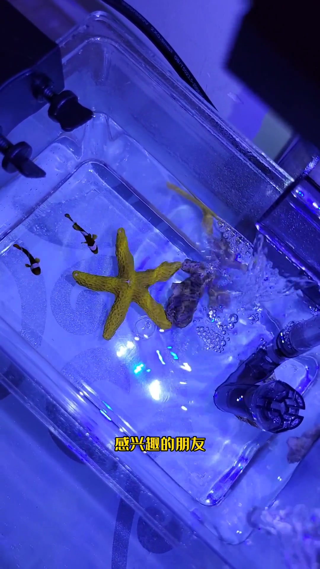 第156集|小缸的日常维护是怎样的,如何喂食、换水。观赏鱼 海洋生物 水族 养鱼