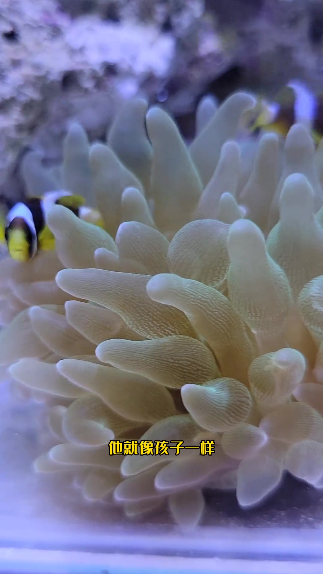 第155集｜小丑鱼打架怎么办？教你两招控制损耗。观赏鱼 水族 海洋生物 海水鱼珊瑚