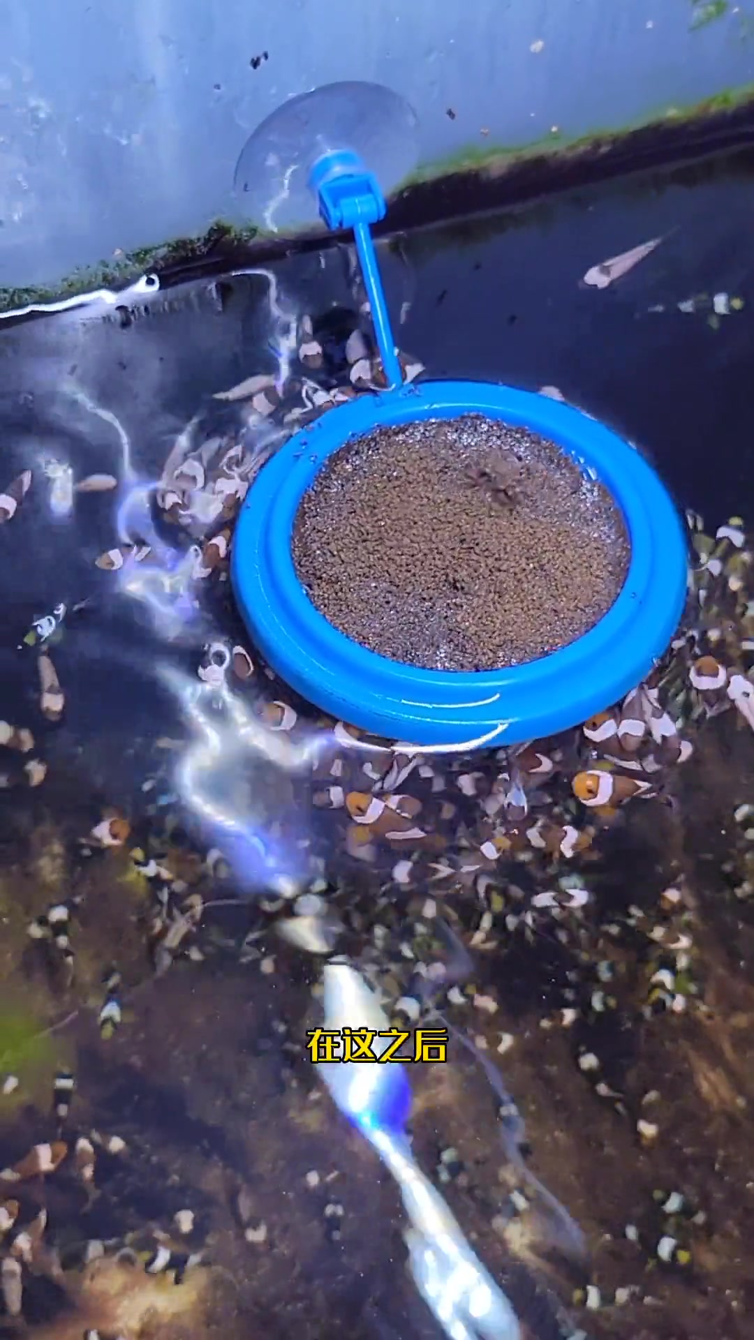 第154集|小丑鱼到底能不能混养,它们为什么会打架?小丑鱼 海洋生物 观赏鱼 海洋奇妙之旅