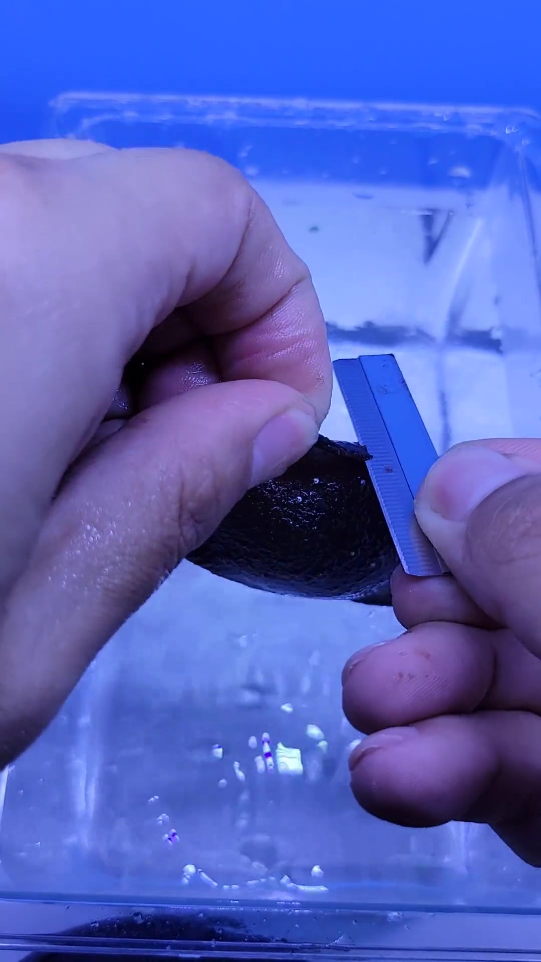 我也有两只小鲨鱼啦,大家猜一下,哪一个是刚剪开的呢。观赏鱼 水族 海底世界 海洋生物
