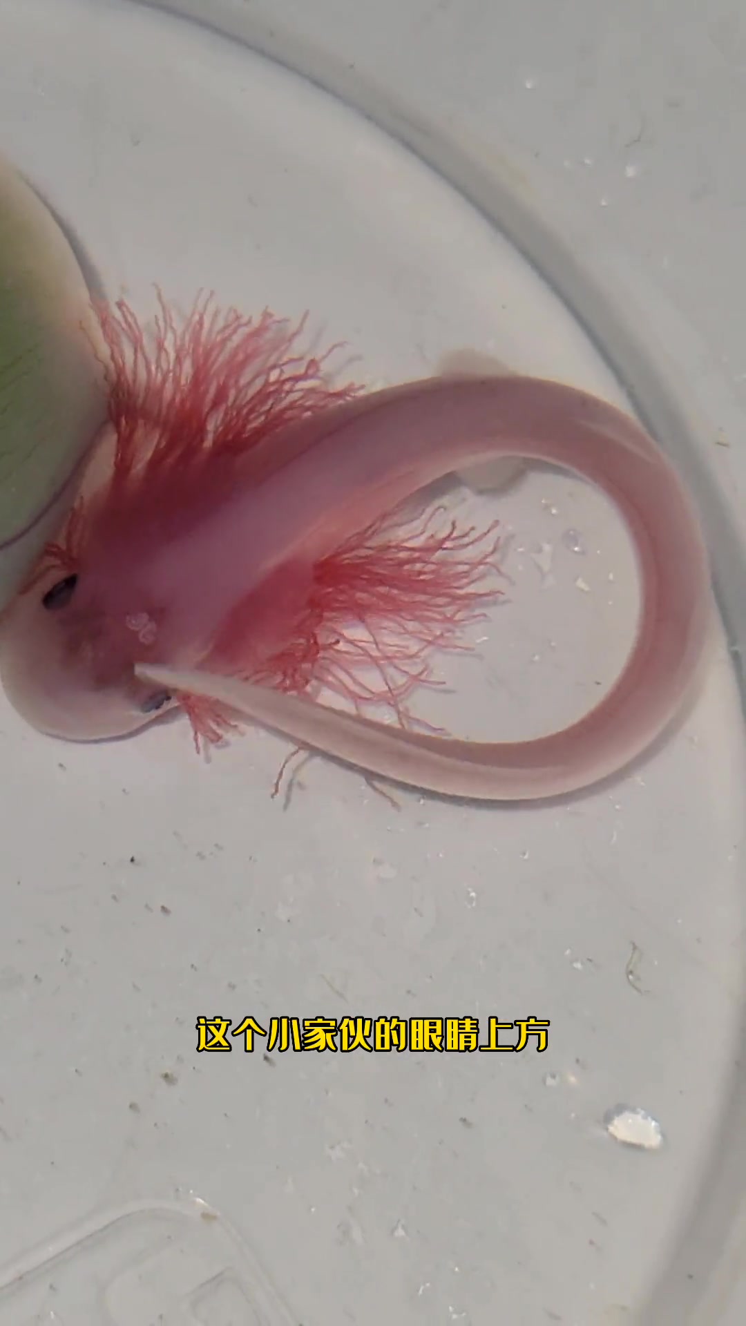 小丑鱼离奇失踪，明天再开一颗鲨鱼卵，给我们的小鲨鱼找个伴！观赏鱼 海洋生物 小丑鱼 养鱼 