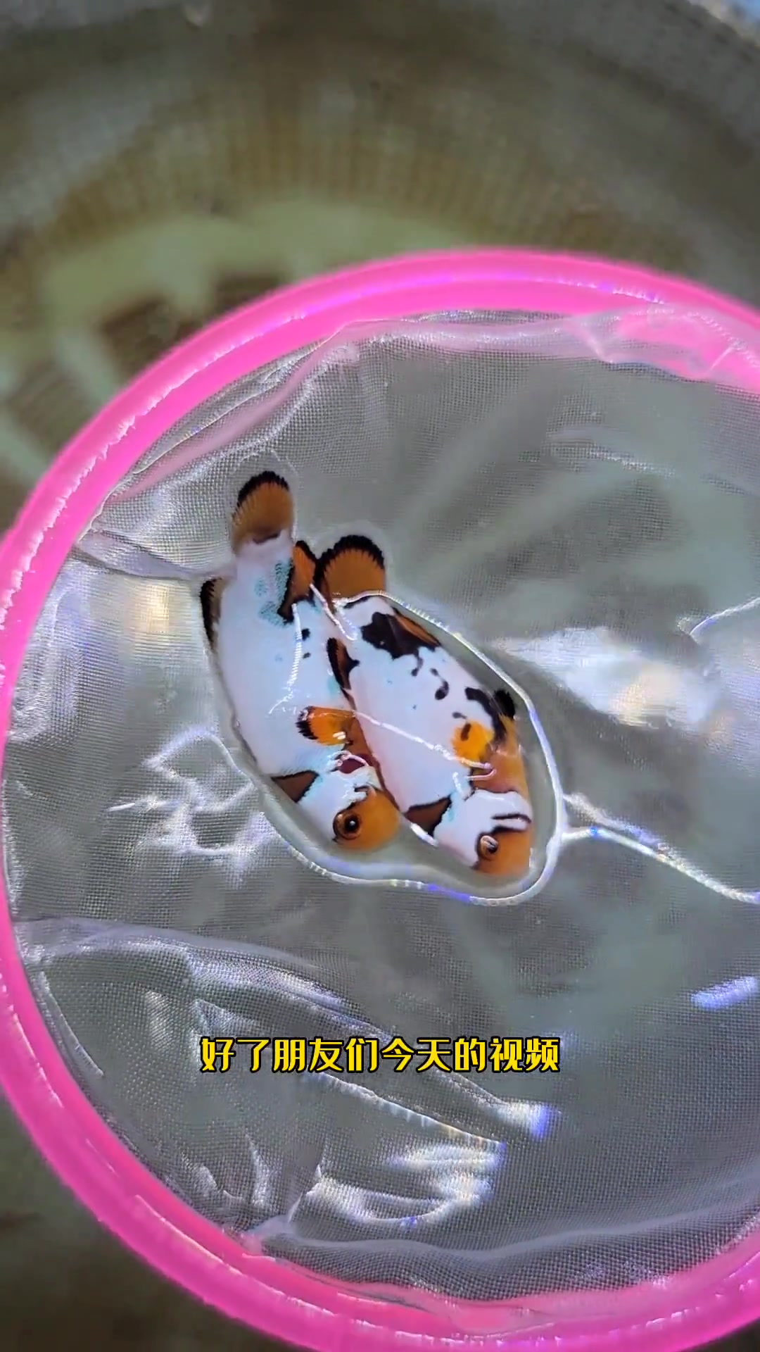 第159集|聊聊对装小丑鱼,怎样辨别对装小丑鱼真伪!观赏鱼 水族 海洋生物 这个夏天