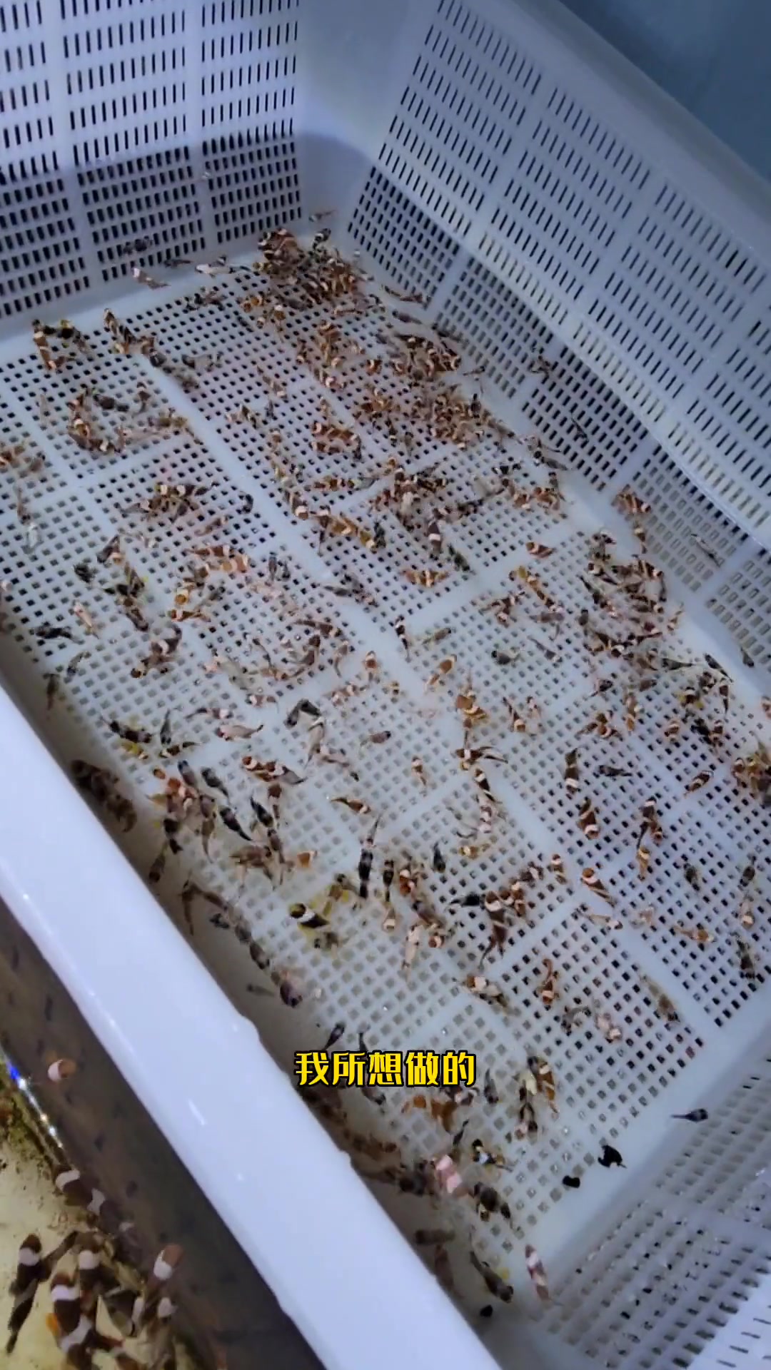 一大筐小丑鱼……观赏鱼 水族 海洋生物 小丑鱼 海缸 养鱼 珊瑚 养鱼人 鱼 鱼缸 鱼 鱼