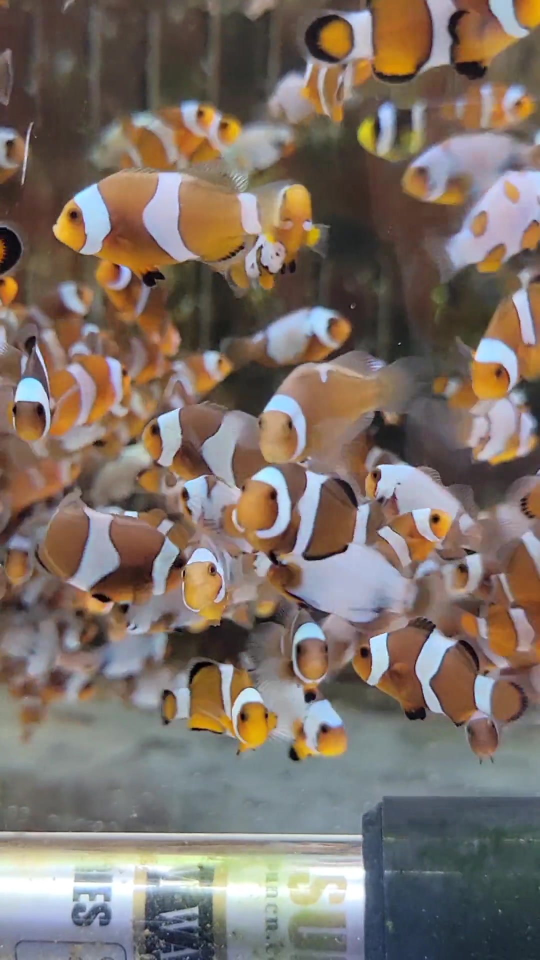 第153集|小丑鱼为什么叫做小丑鱼呢,小丑鱼怎样分辨公母,它们是雌雄同体的存在。海缸 海洋