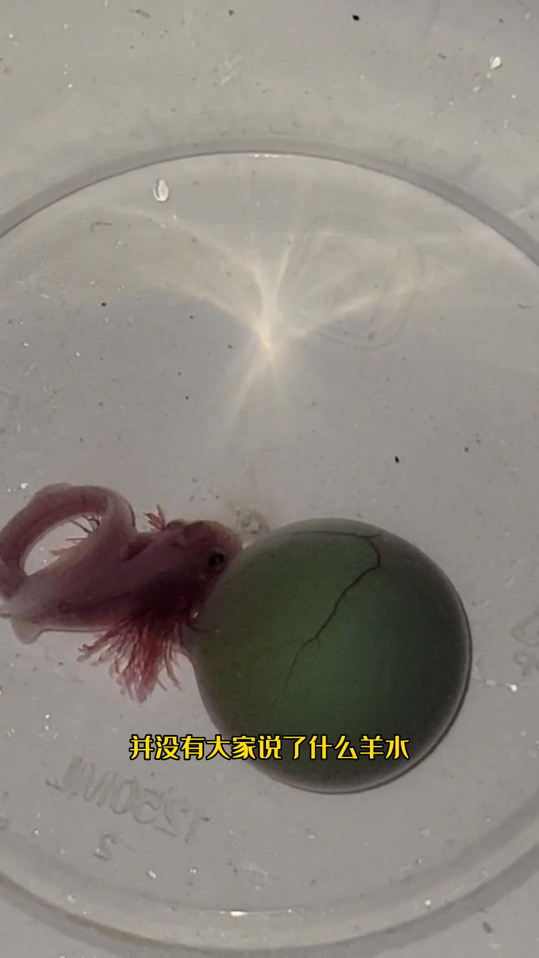 小鲨鱼与小丑鱼，和平相处……观赏鱼 水族 海洋生物 养鱼 海缸 海底世界 养鱼人 鱼缸 海