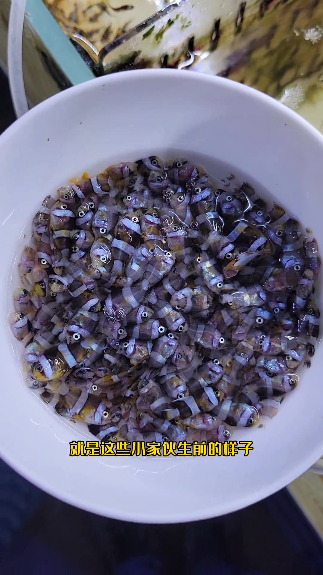 收拾一下,继续加油干!海水鱼 水族 六一就是要快乐呀 小丑鱼繁殖 海洋生物 养鱼 海缸 养