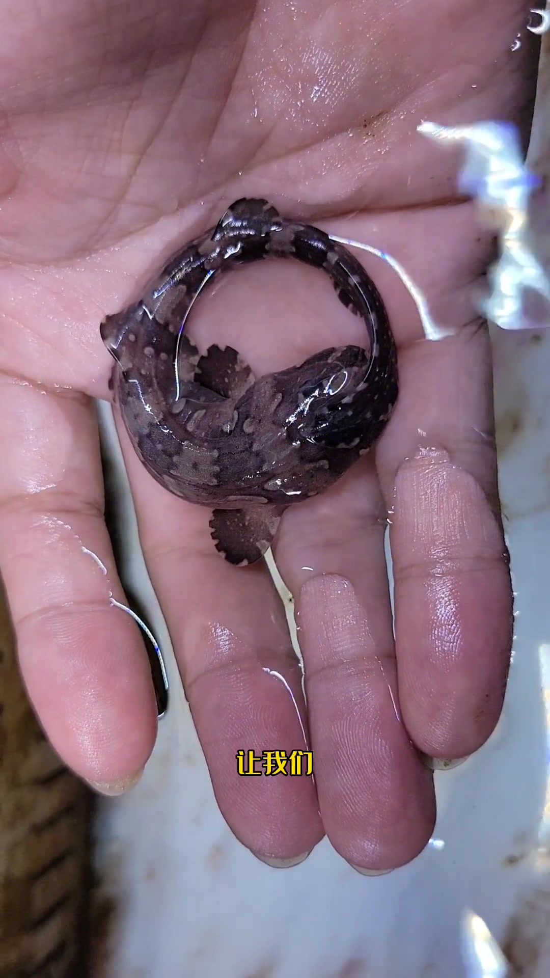 明天帮助一条小鲨鱼破壳,喜欢的朋友们一起期待吧!水族 观赏鱼 海洋生物 小丑鱼 海缸 养鱼