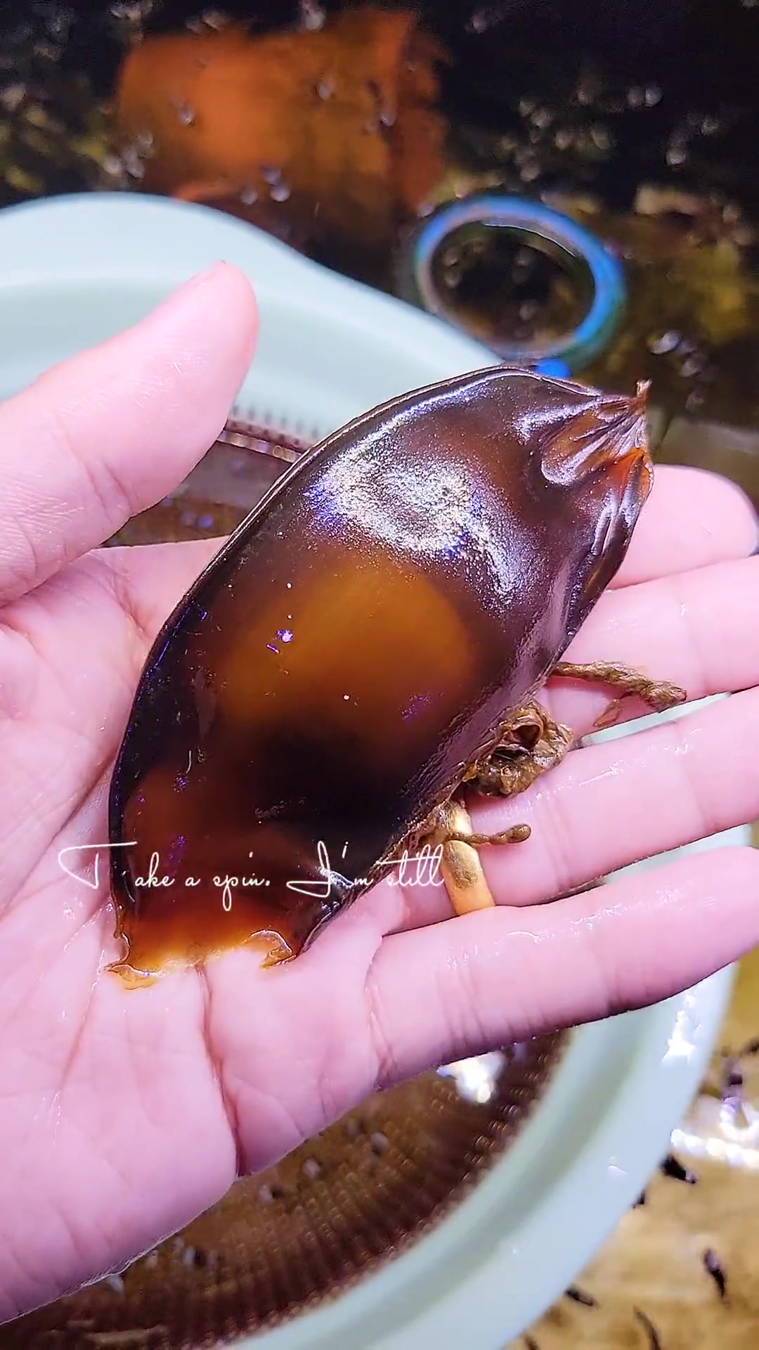 可爱的小家伙 观赏鱼 小丑鱼 六五环境日 海洋生物 水族 养鱼人 珊瑚 养鱼 海缸 海底世