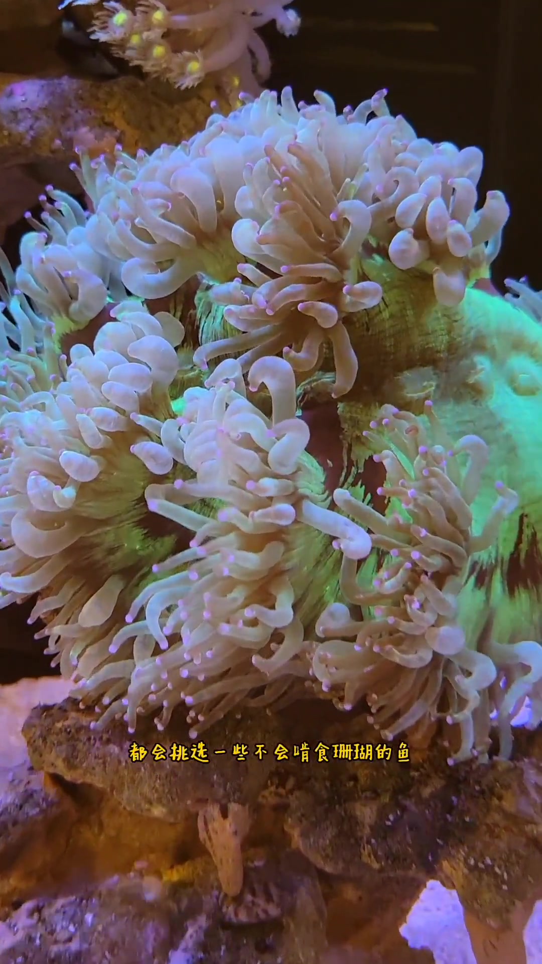 第94集|海缸小知识(77)什么样的海洋鱼类不能与珊瑚混养?② 海缸日记 海缸 海水鱼珊瑚
