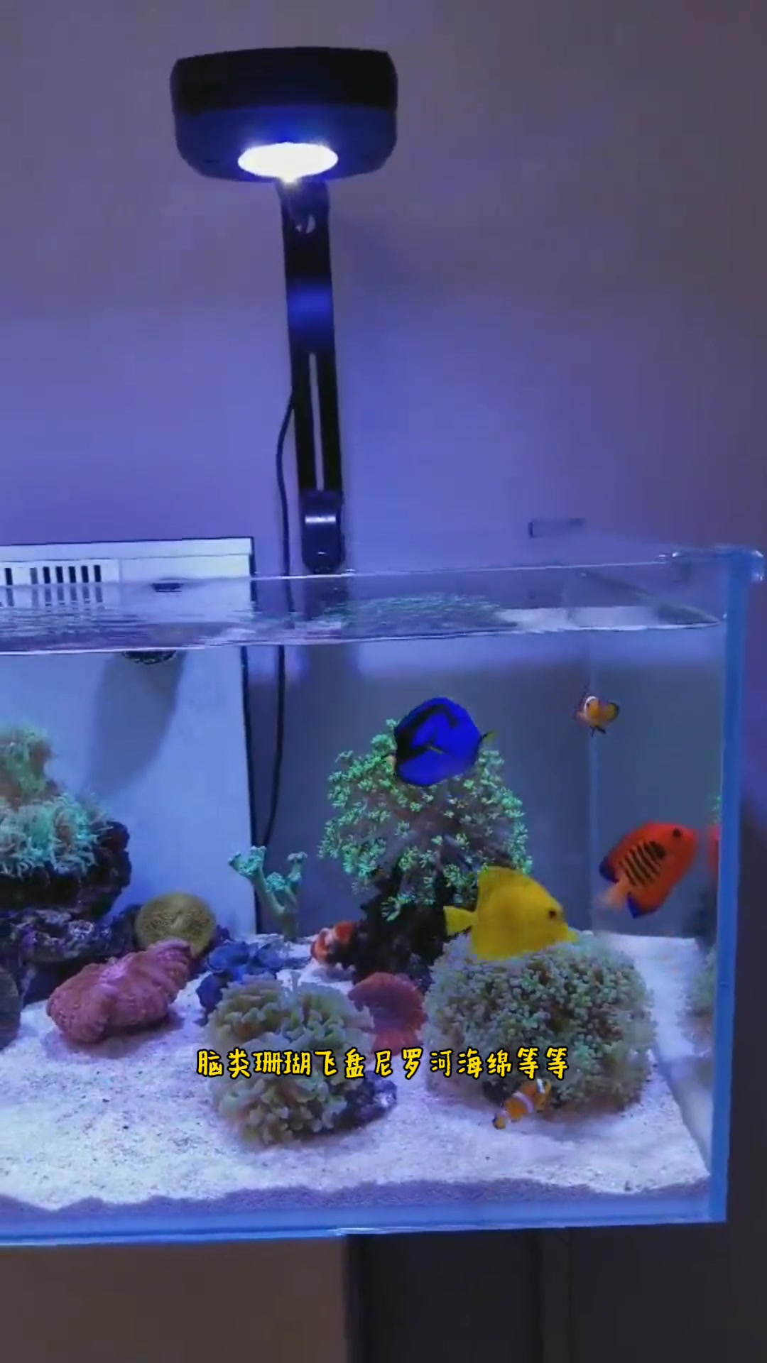 第93集|海缸小知识(77)什么样的海洋鱼类不能与珊瑚混养?海水鱼 缸新手入门 海缸日记 