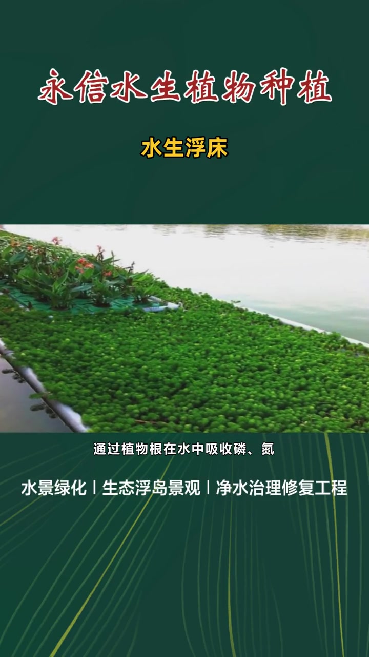 生态浮床图 水生浮床 生态浮岛植物