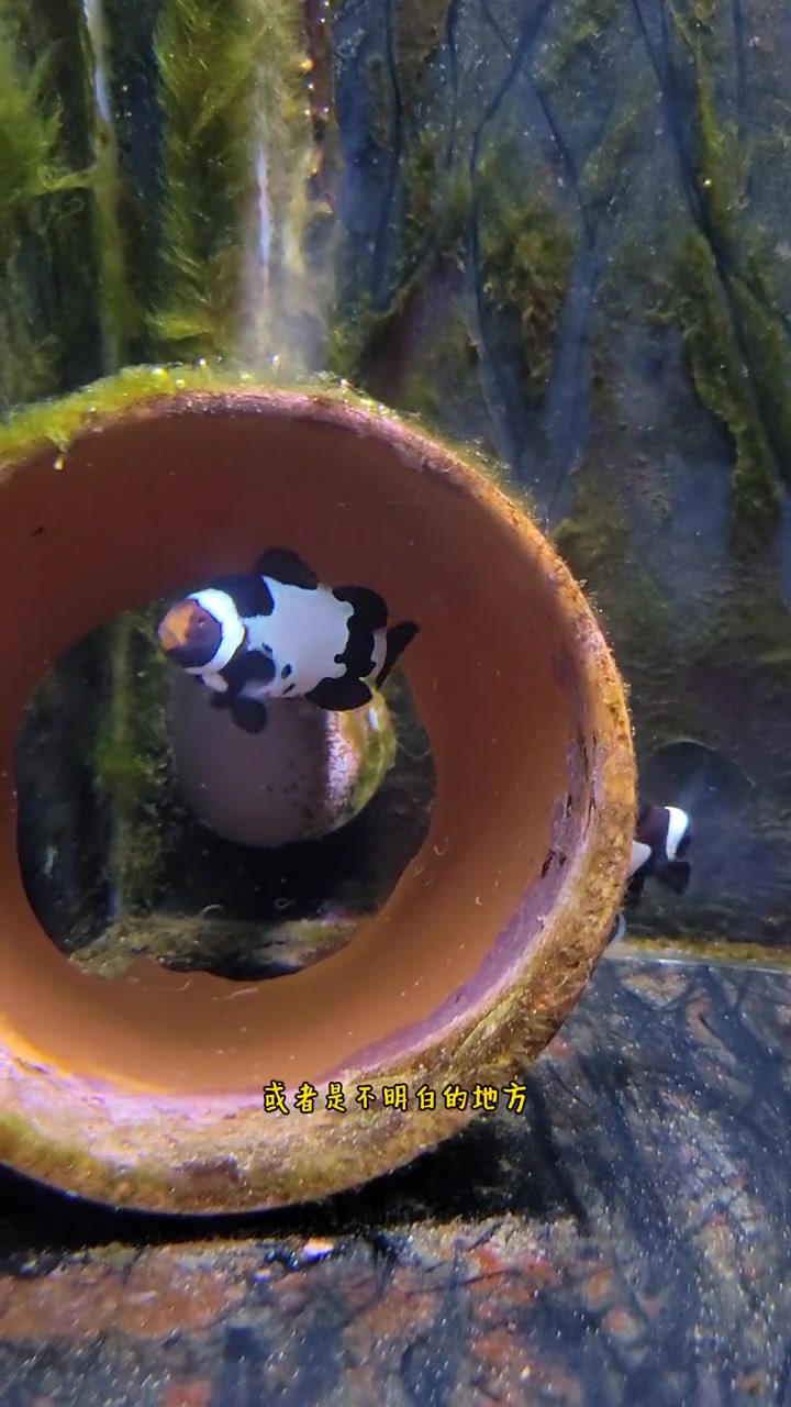 海缸小知识小丑鱼繁殖(三十二)我们鱼缸里的小丑鱼养了很久为什么一直不产卵呢?水族 海水鱼 