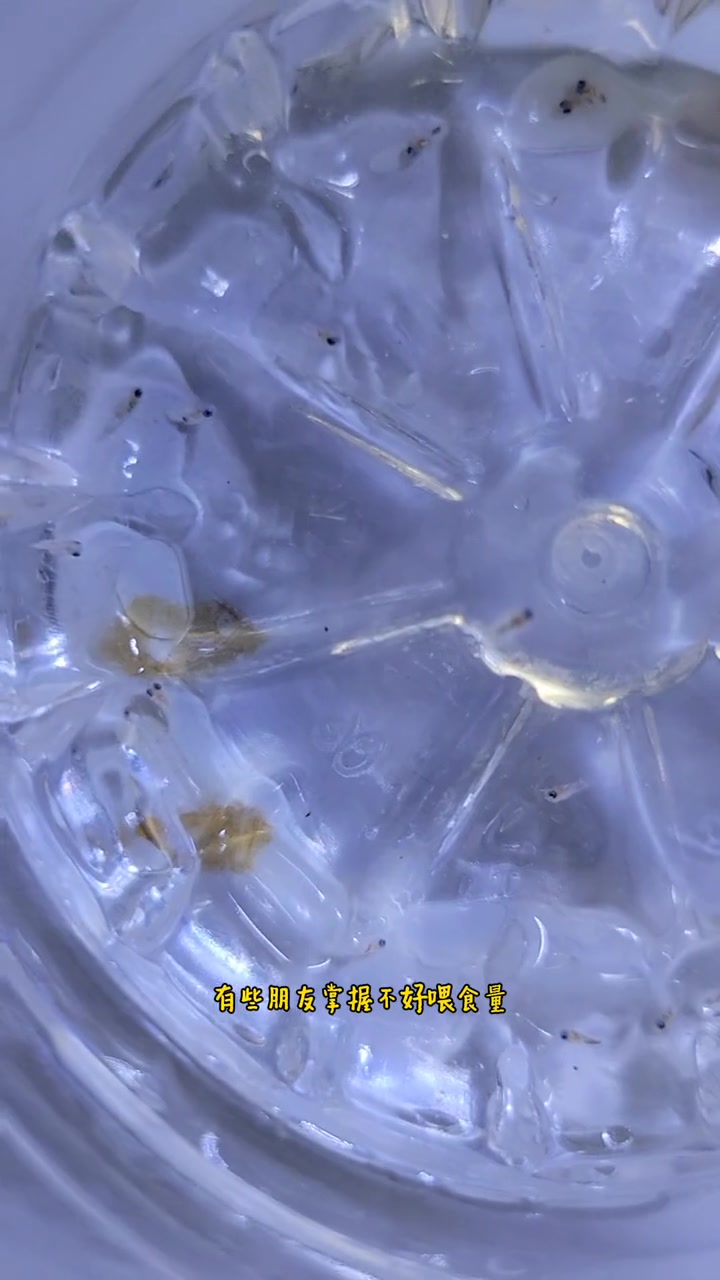 海缸小知识,小丑鱼繁殖(二十九)小丑鱼宝宝成活率的问题。水族 海缸 海水鱼 观赏鱼