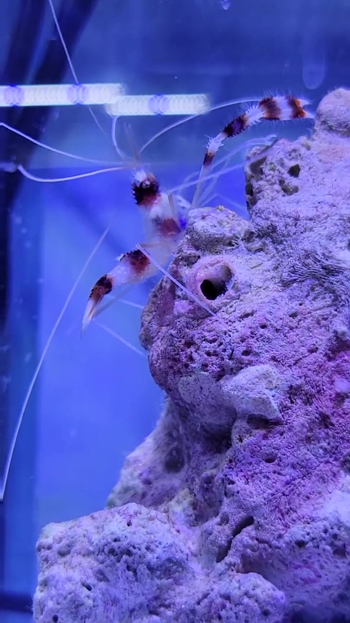 美人虾有几根触须,有几只脚……(看花眼了)水族 海水鱼 海水珊瑚