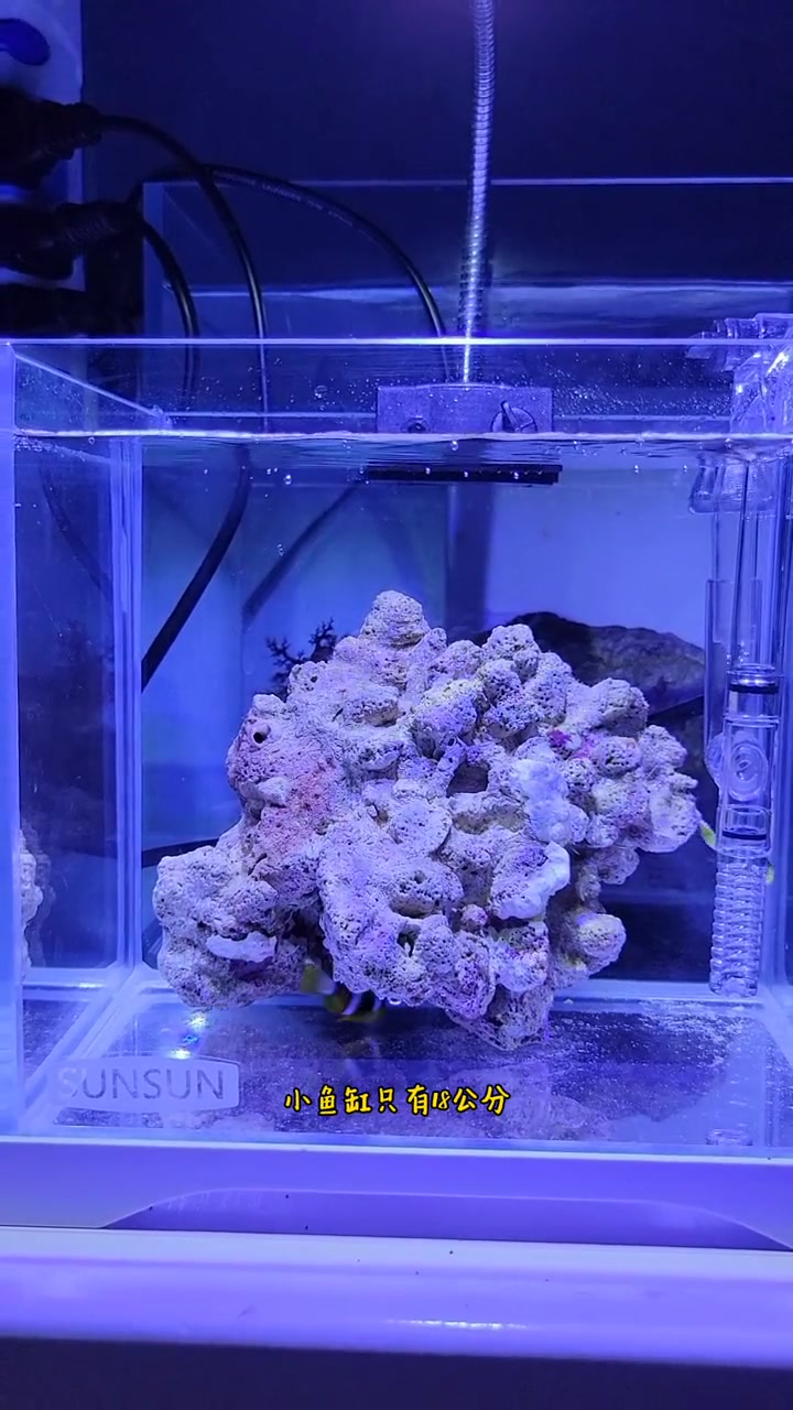 超便宜的小丑鱼套缸,运行17天未曾换水,状态嗷嗷叫!水族 小丑鱼繁殖 海水珊瑚鱼缸